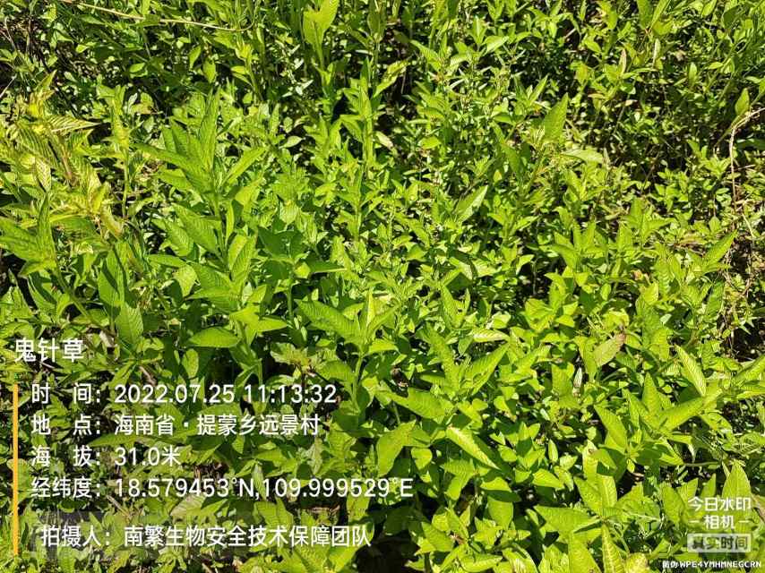 鬼针草