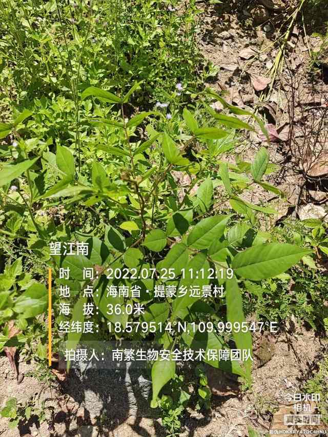 望江南