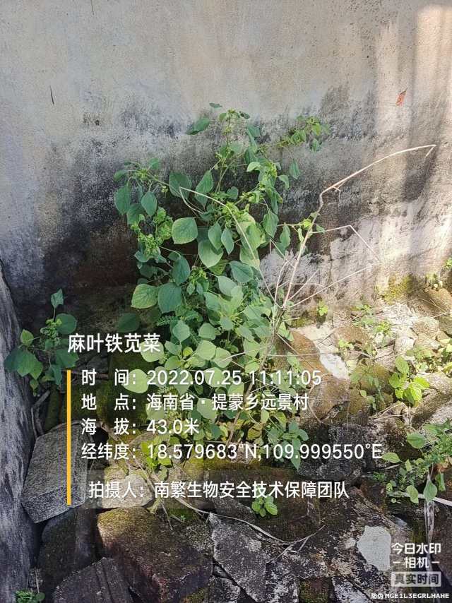 麻叶铁苋菜