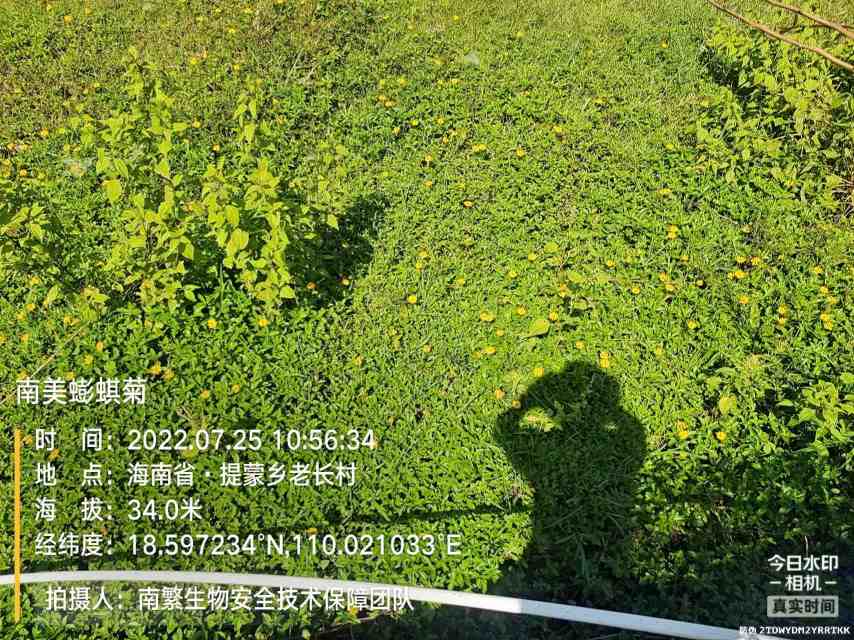 南美蟛蜞菊