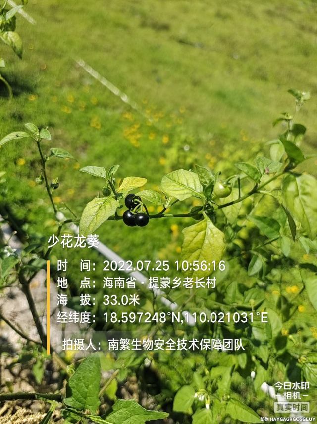 少花龙葵