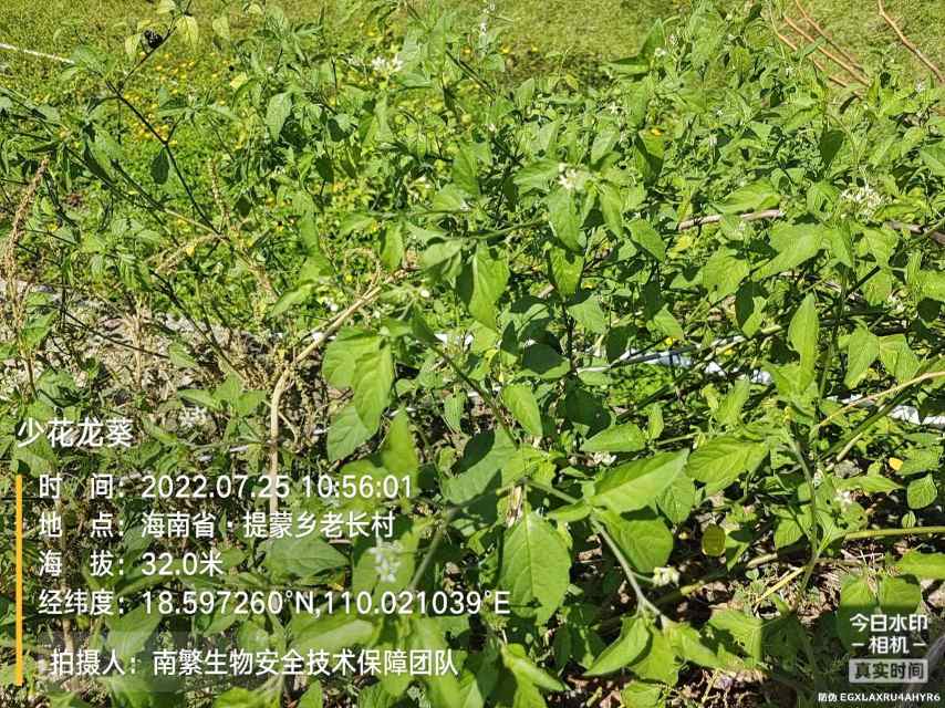 少花龙葵