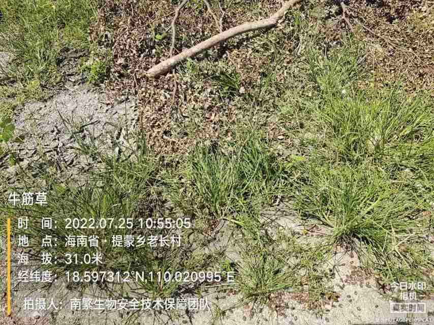 牛筋草