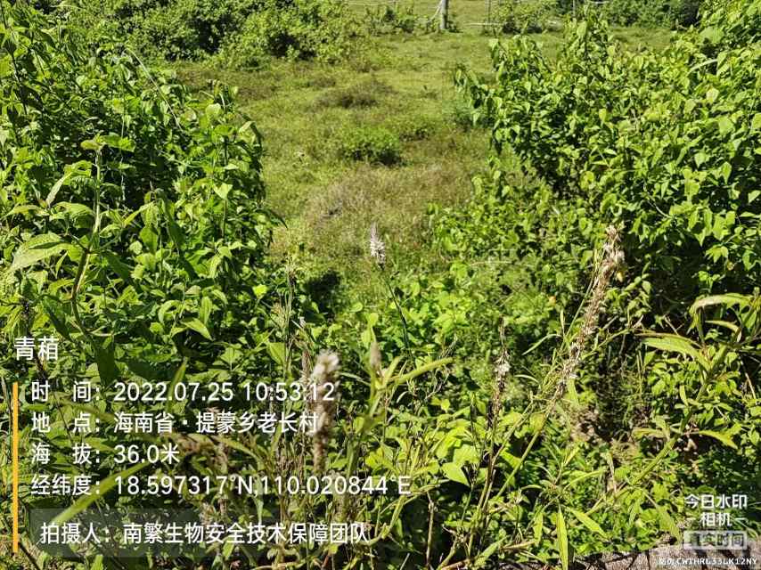 青葙