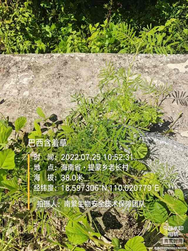 巴西含羞草