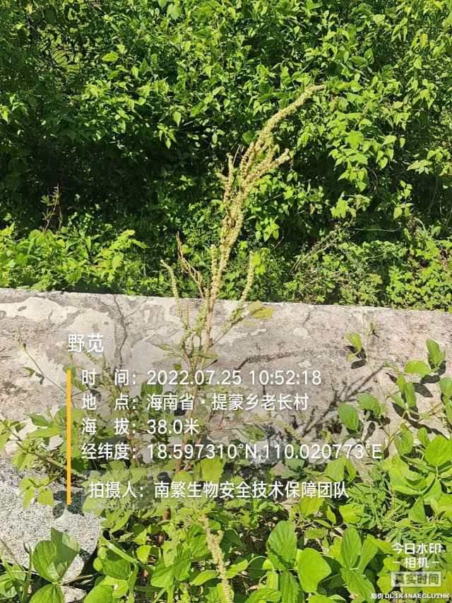 野苋