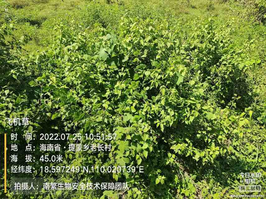 飞机草