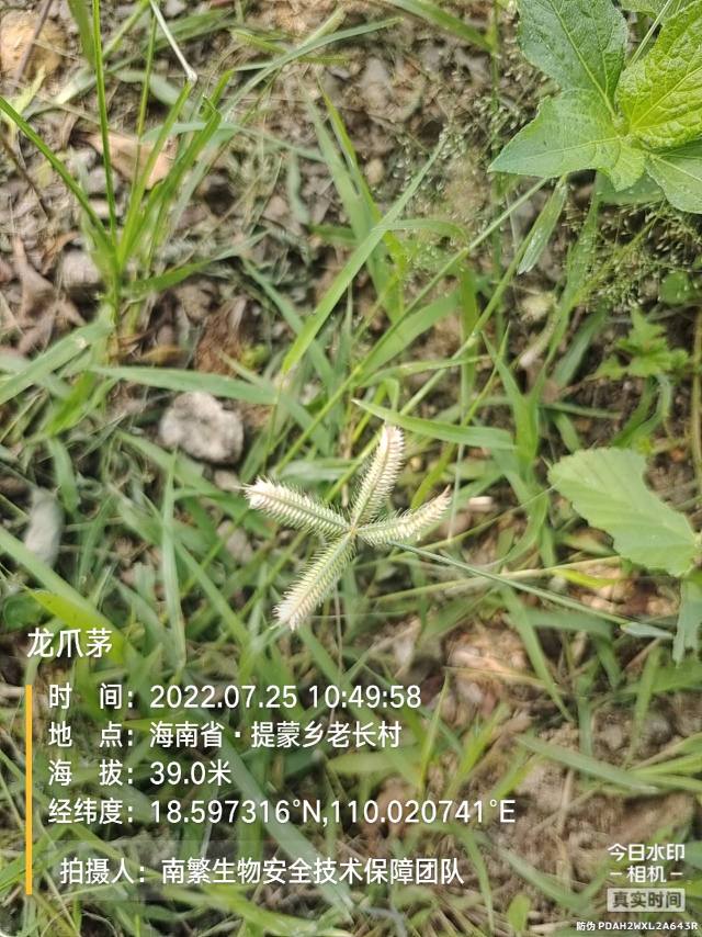 龙爪茅