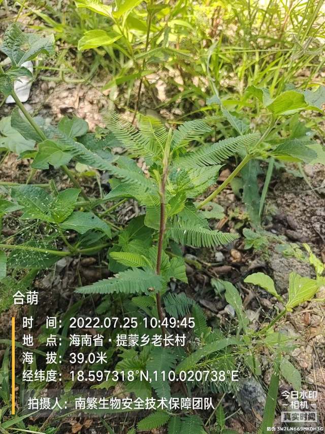 合萌