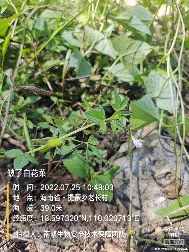 皱子白花菜