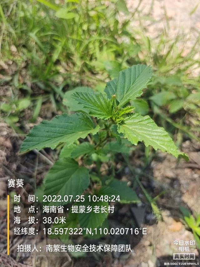 赛葵