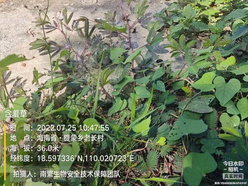 含羞草