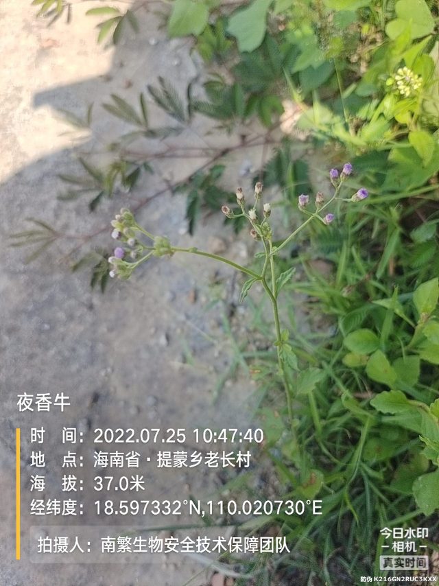 夜香牛