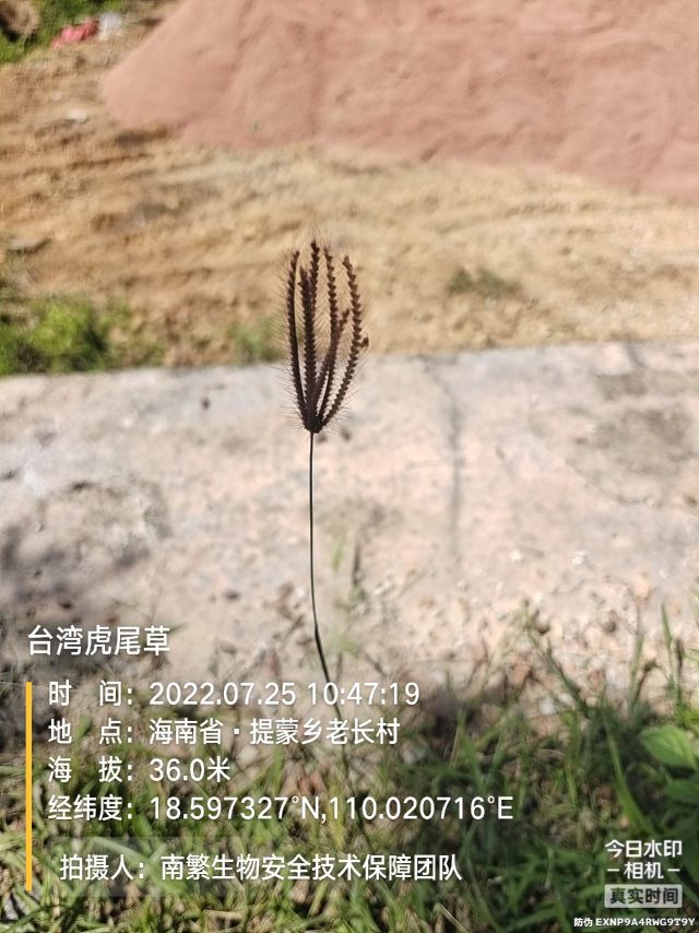 台湾虎尾草