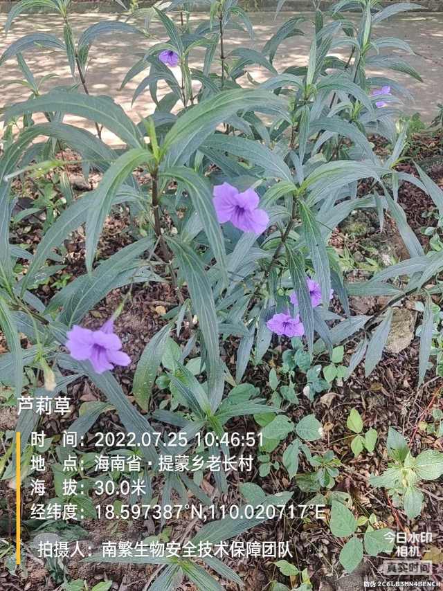芦莉草