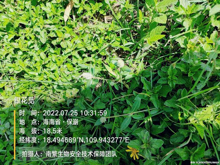 银花苋