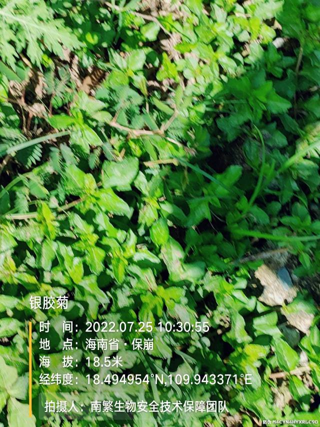 银胶菊
