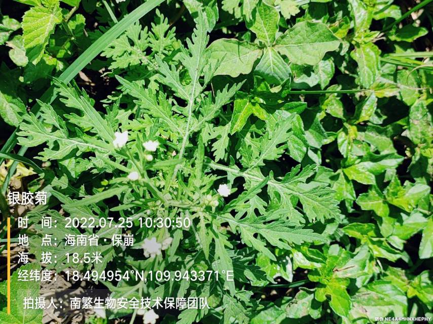 银胶菊