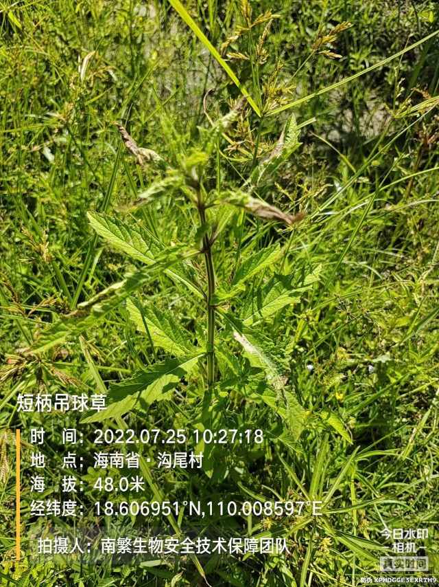 短柄吊球草
