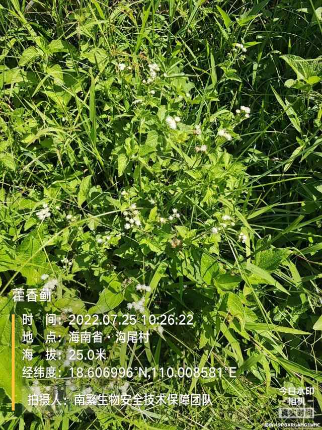 藿香蓟