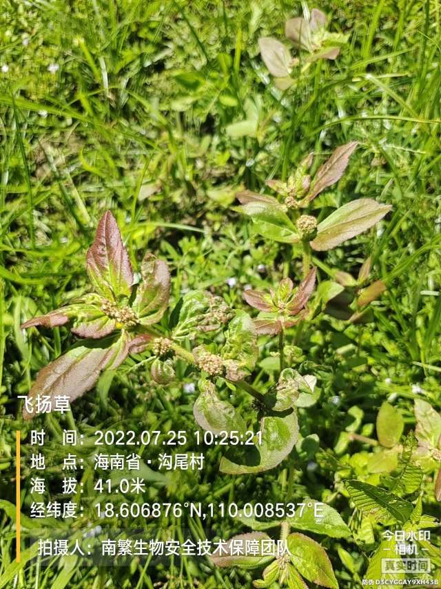 飞扬草