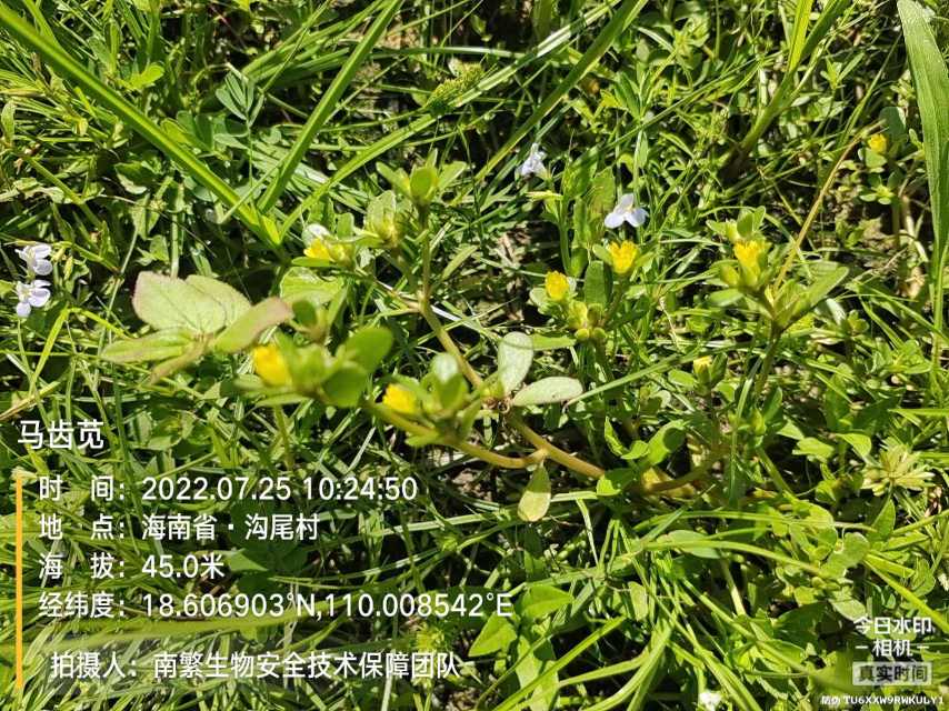马齿苋