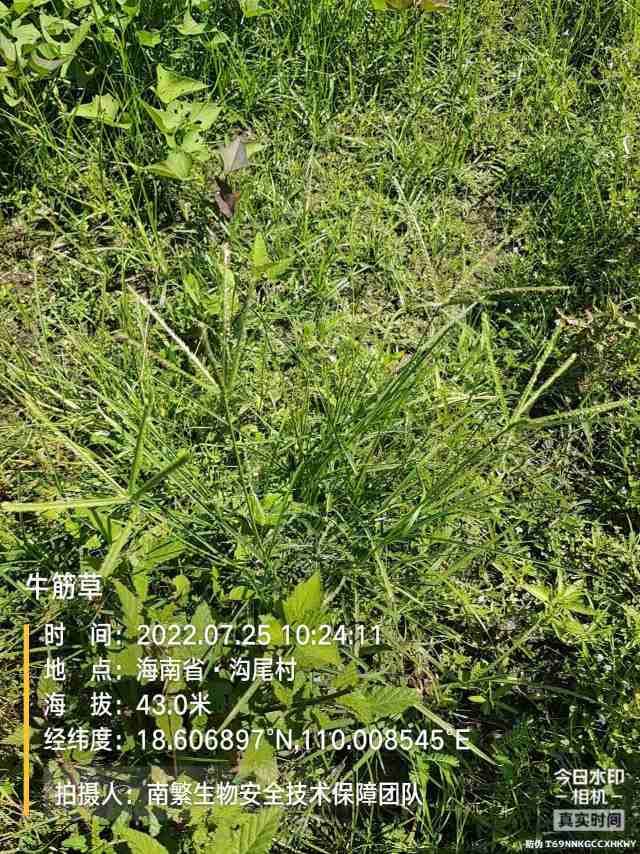 牛筋草
