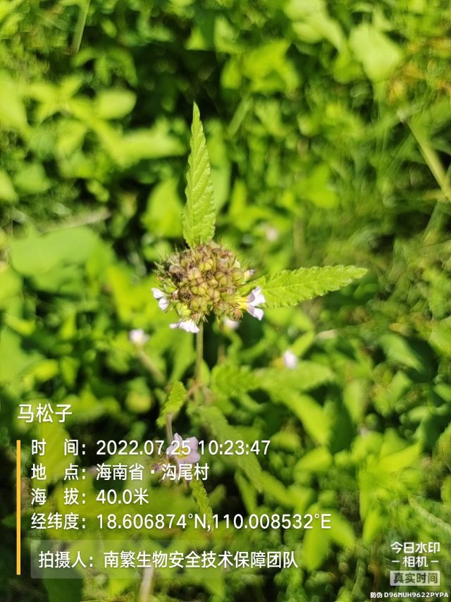 马松子