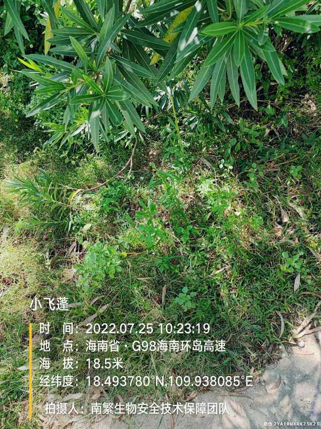 小飞蓬