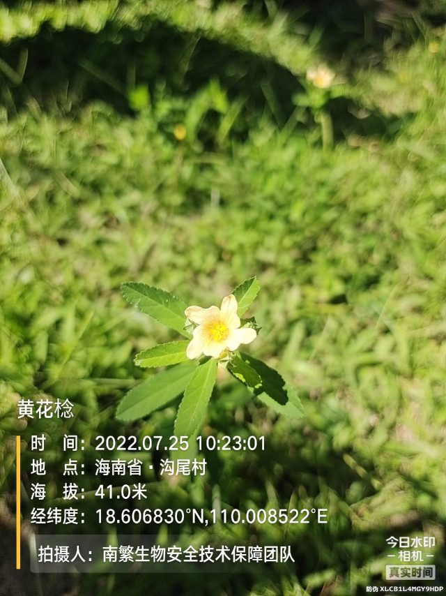 黄花棯