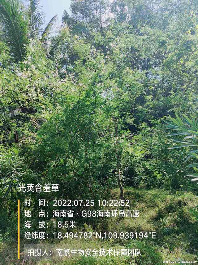 光荚含羞草