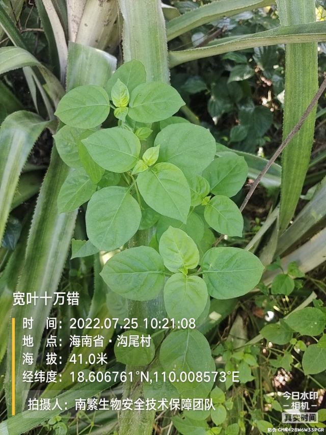 宽叶十万错