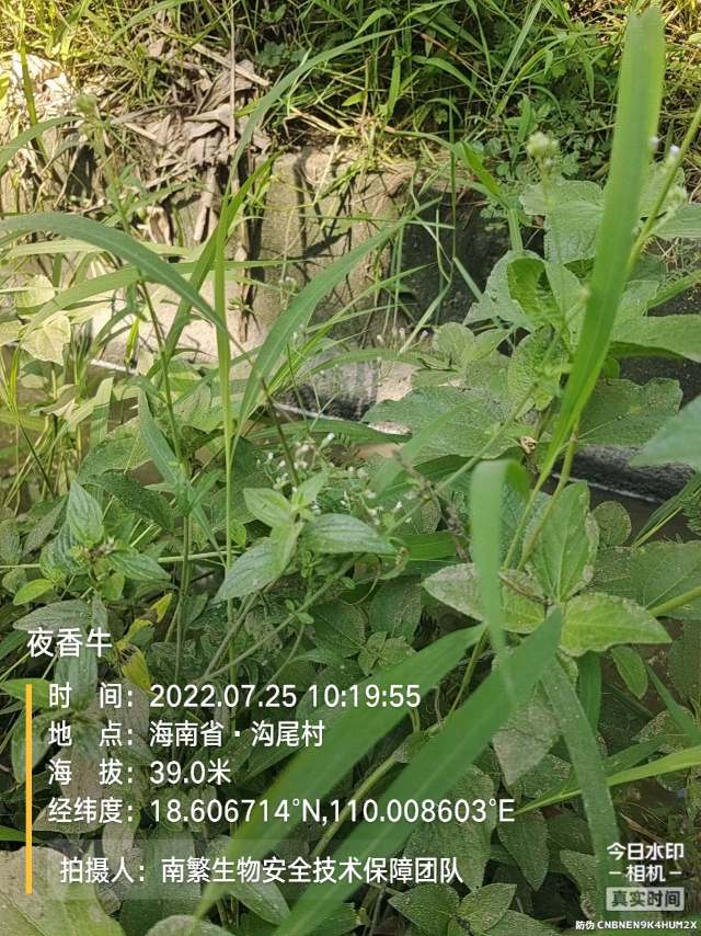 夜香牛