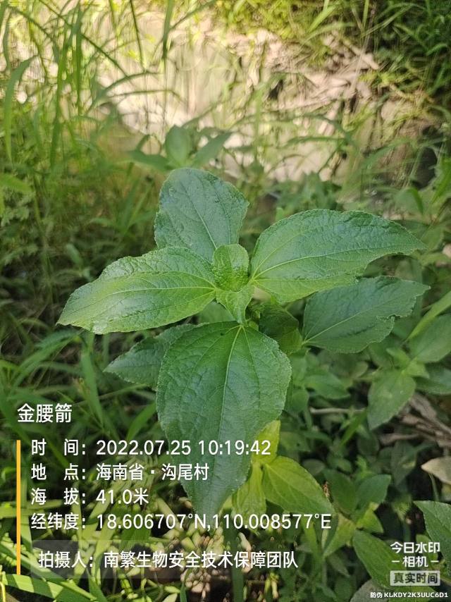 金腰箭
