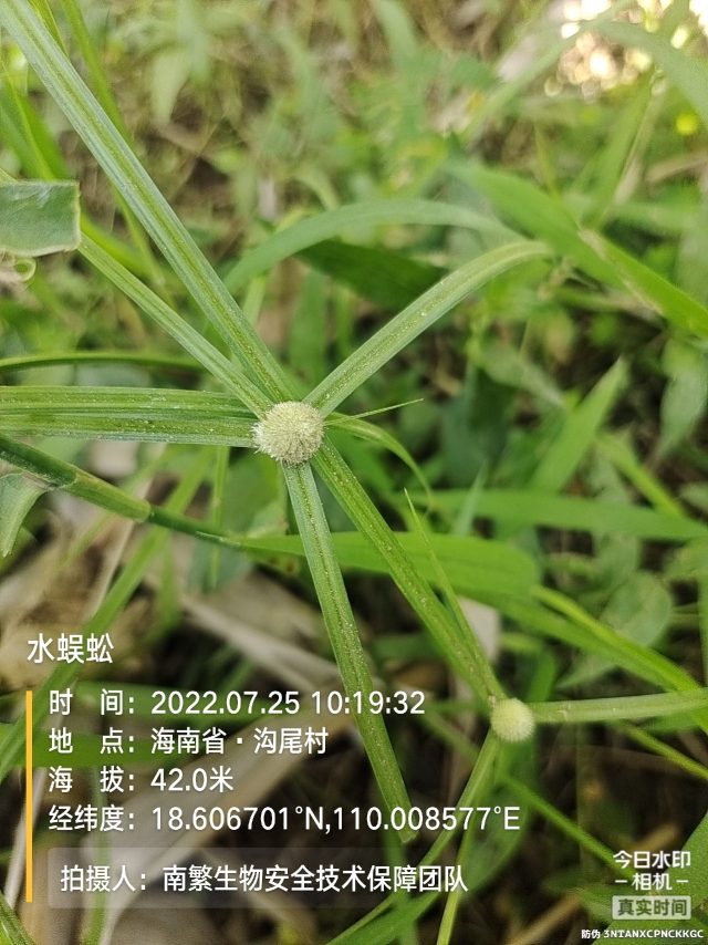 水蜈蚣