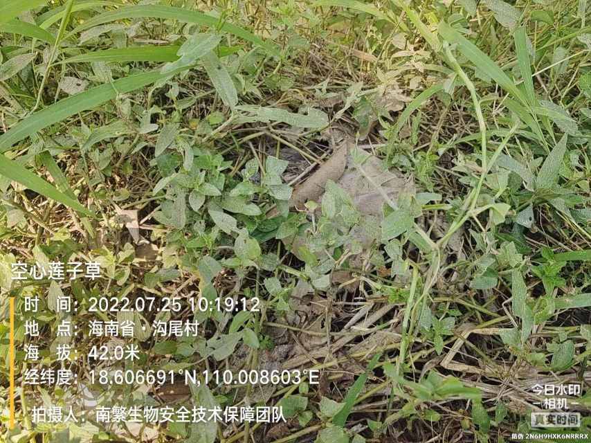 空心莲子草