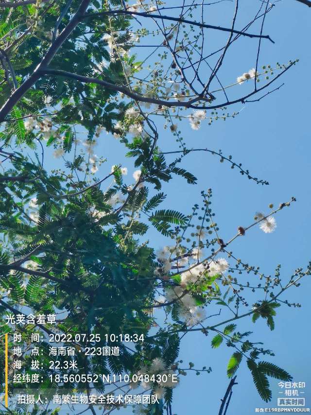 光荚含羞草