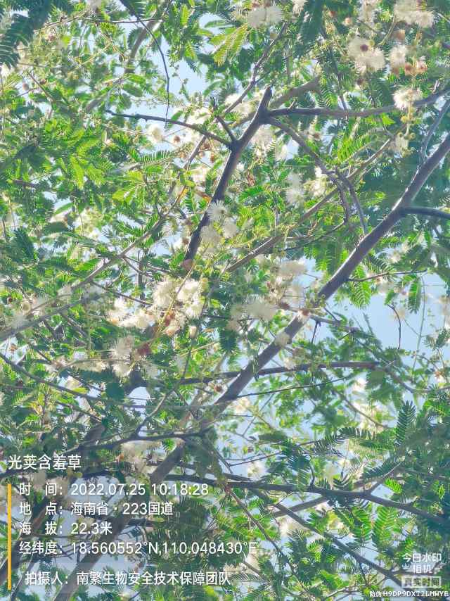 光荚含羞草