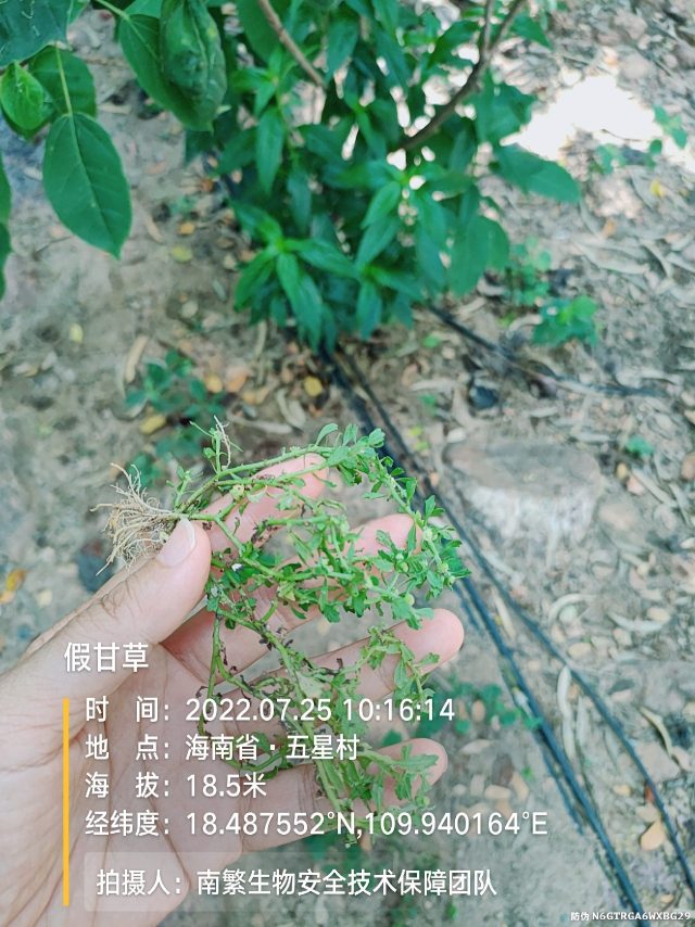 假甘草