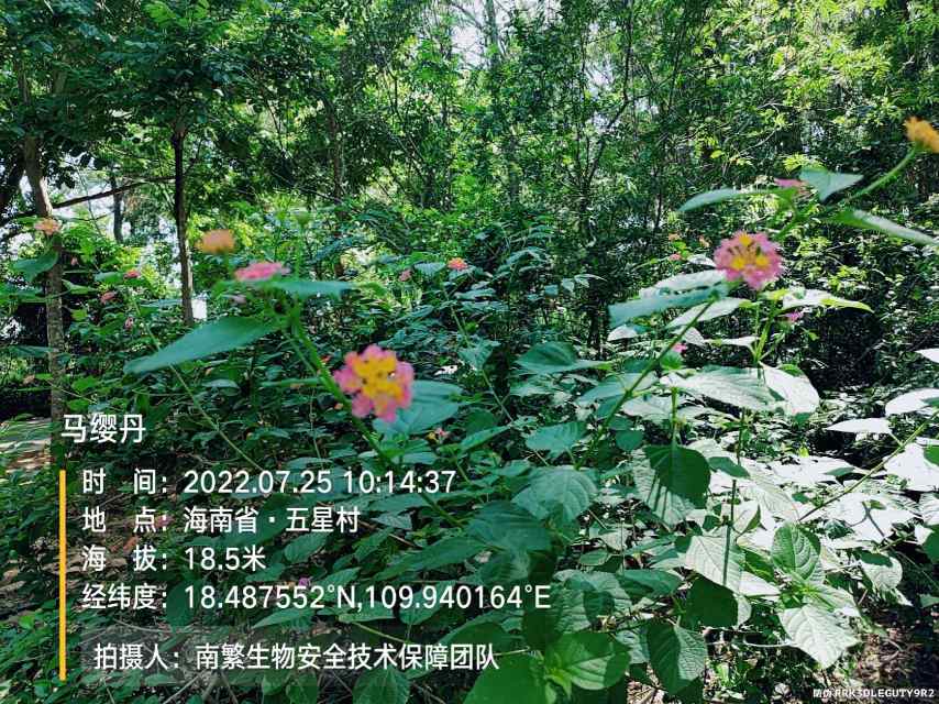 马缨丹