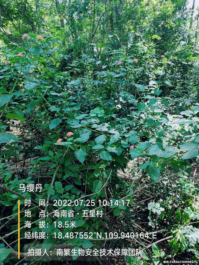 马缨丹