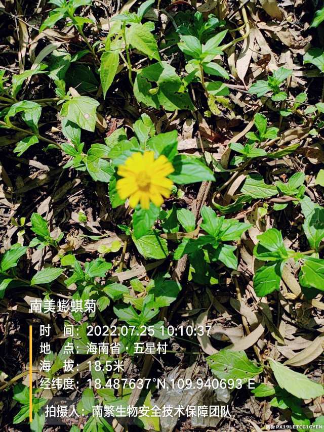 南美蟛蜞菊
