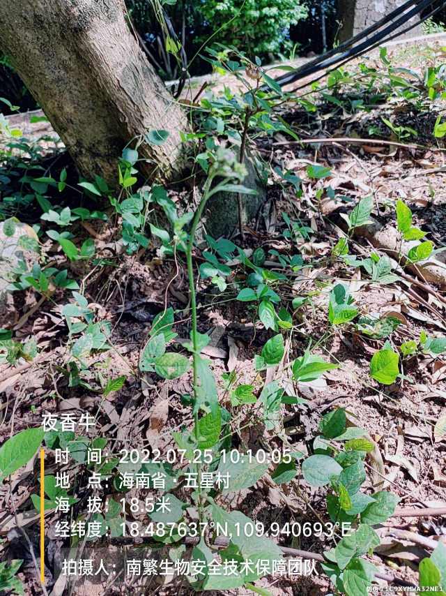 夜香牛