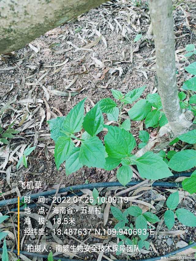 飞机草