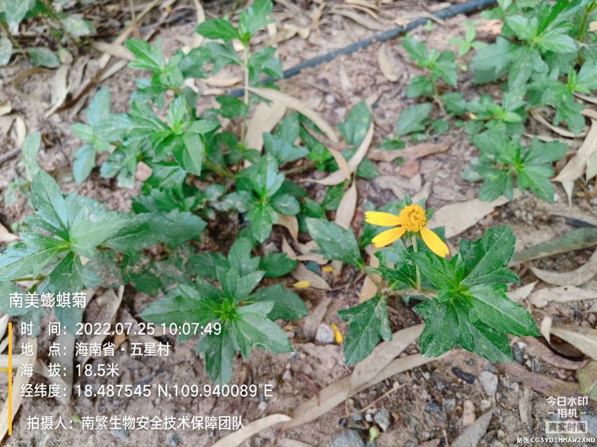 南美蟛蜞菊