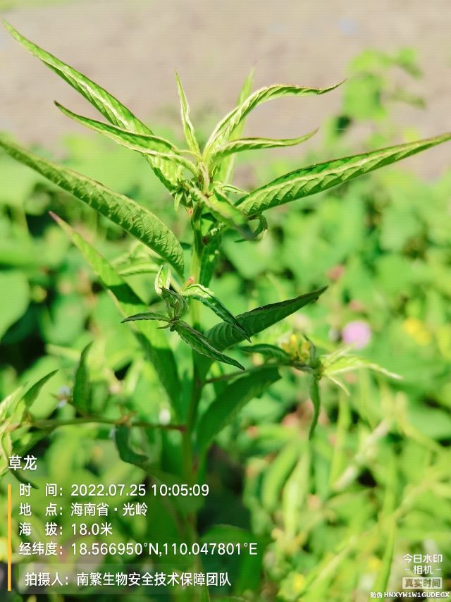 草龙