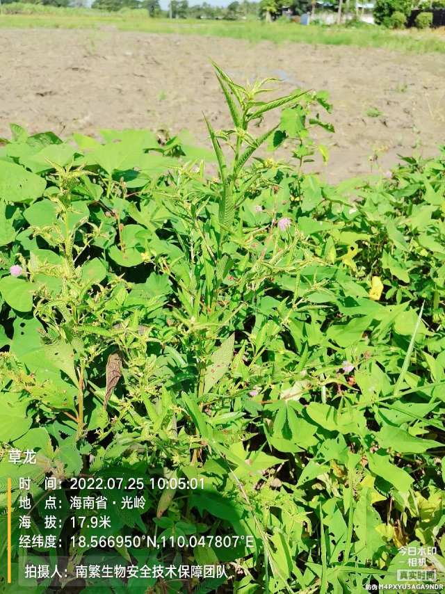 草龙