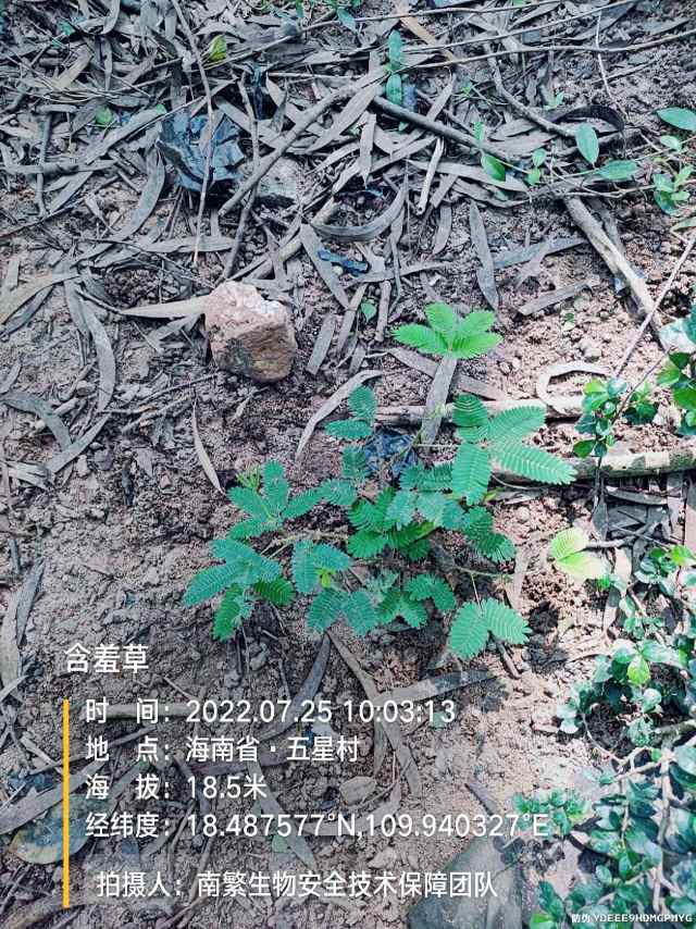 含羞草