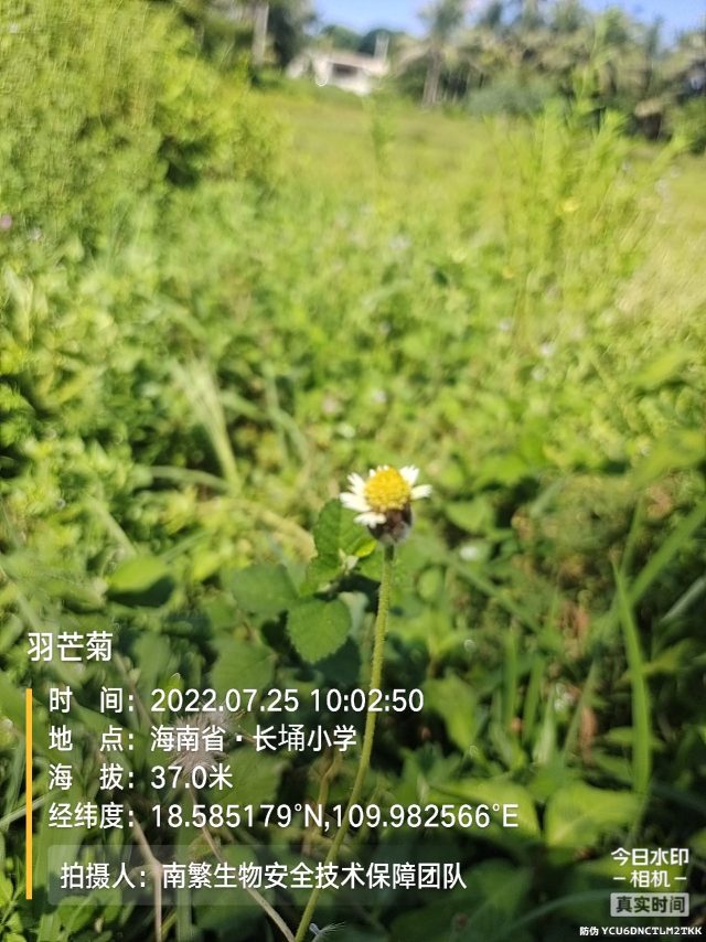 羽芒菊