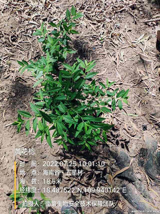 黄花棯